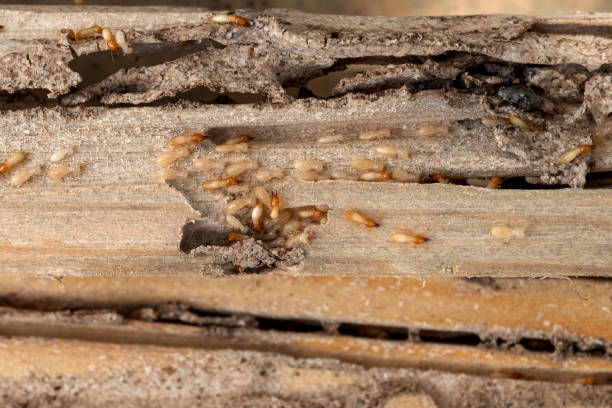 Best Rat Extermination Near Me  in Fort Bliss, TX